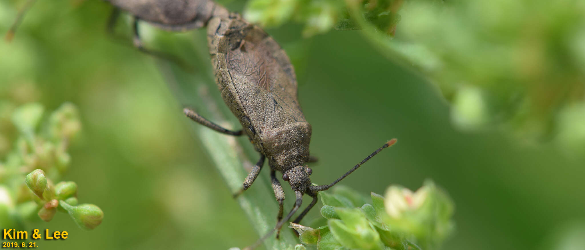 Image of Hygia (Colpura) lativentris (Motschulsky 1866)