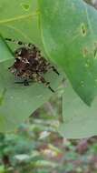 Image of Giant Lichen Orbweaver