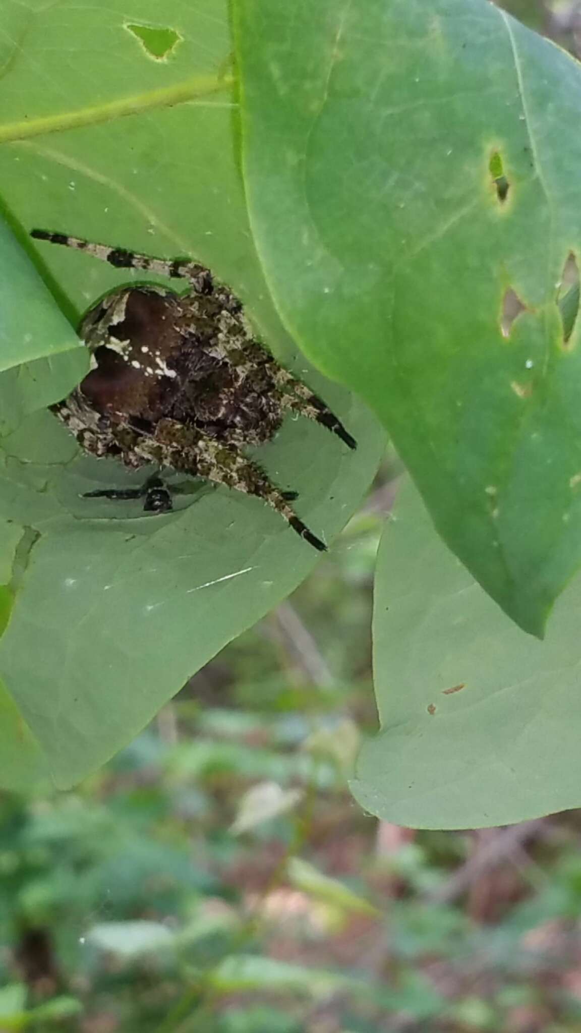 Image of Giant Lichen Orbweaver