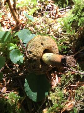 Image of Gastroboletus turbinatus (Snell) A. H. Sm. & Singer 1959