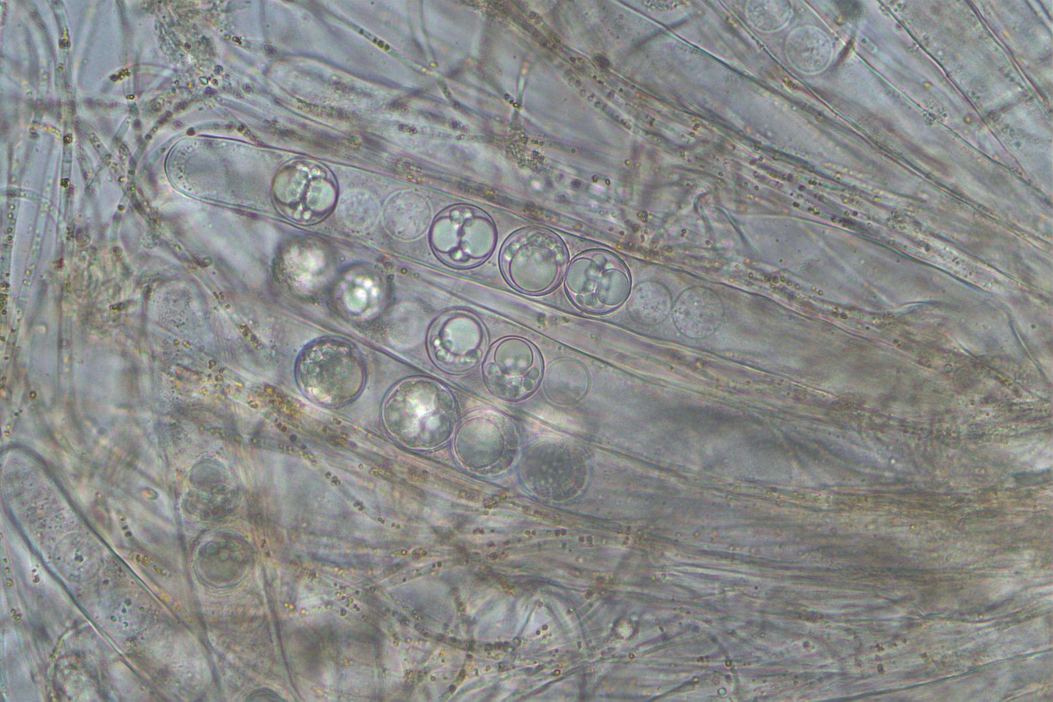 Image of Pulvinula tetraspora (Hansf.) Rifai 1968