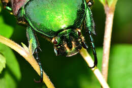 Image of Cotinis laticornis Bates 1889