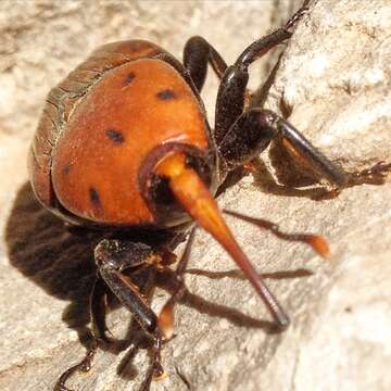 Image of Red palm weevil