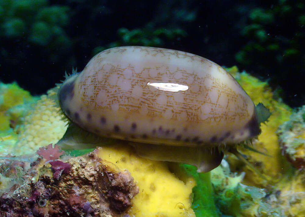 Image of jester cowrie