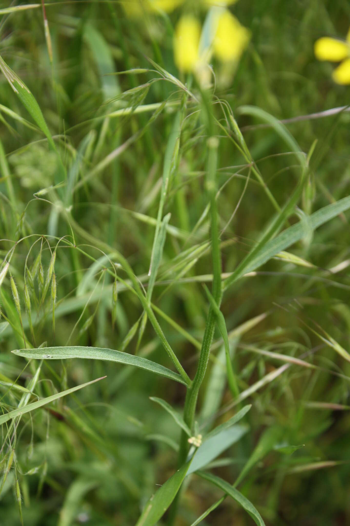 Image of diffuse wallflower