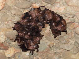 Image of Formosan Lesser Horseshoe Bat