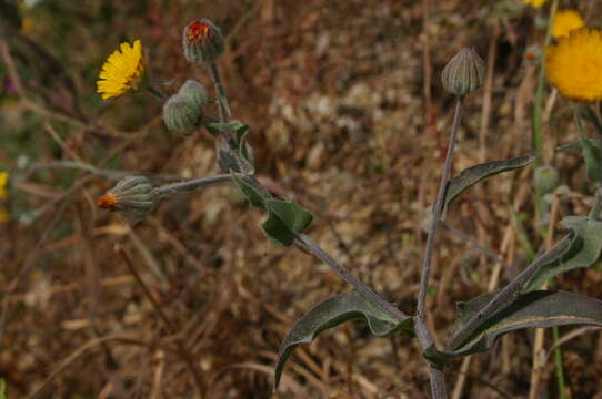 Image of Andryala arenaria (DC.) Boiss. & Reut.