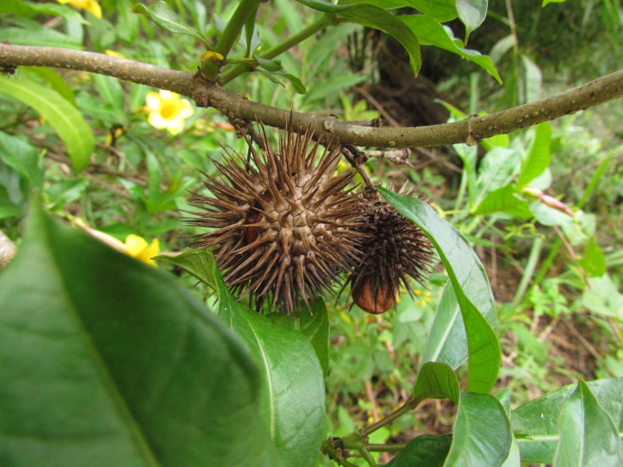 Image of bush allamanda