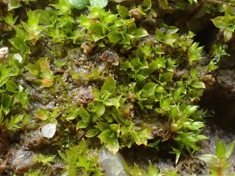 Plancia ëd Chenia leptophylla Zander 1993