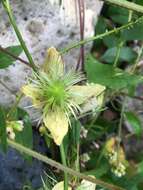 Image of hermitgold clematis