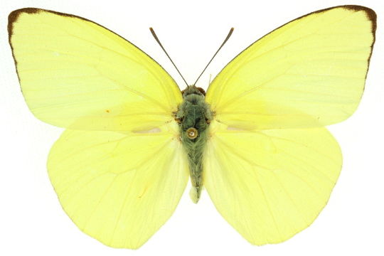 Image of <i>Catopsilia pomona</i> (Fabricius 1775)
