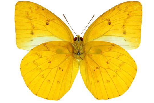 Image of <i>Catopsilia gorgophone</i> (Boisduval 1836)