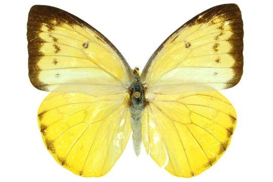 539.anict 11anic 06740 1301824078 jpg.580x360