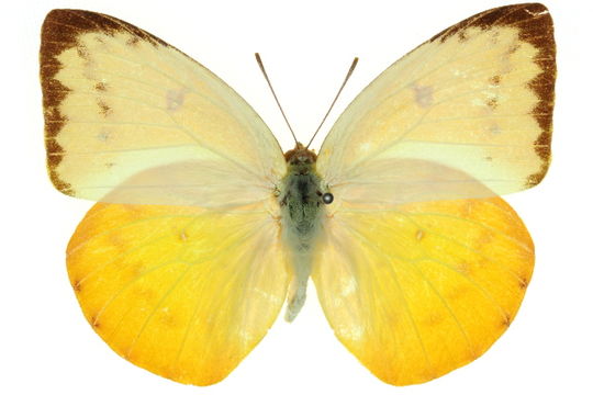 Image of <i>Catopsilia scylla</i> (Linnaeus 1763)