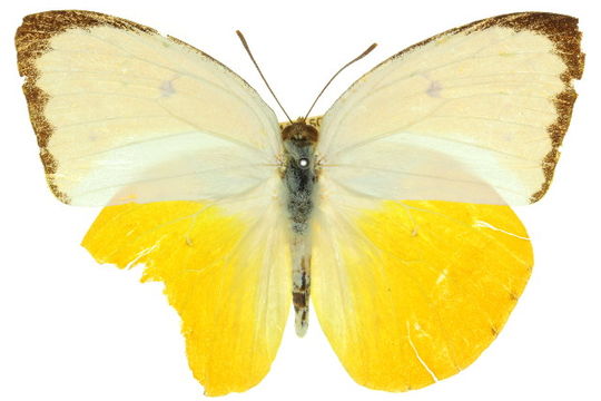 Image of <i>Catopsilia scylla</i> (Linnaeus 1763)