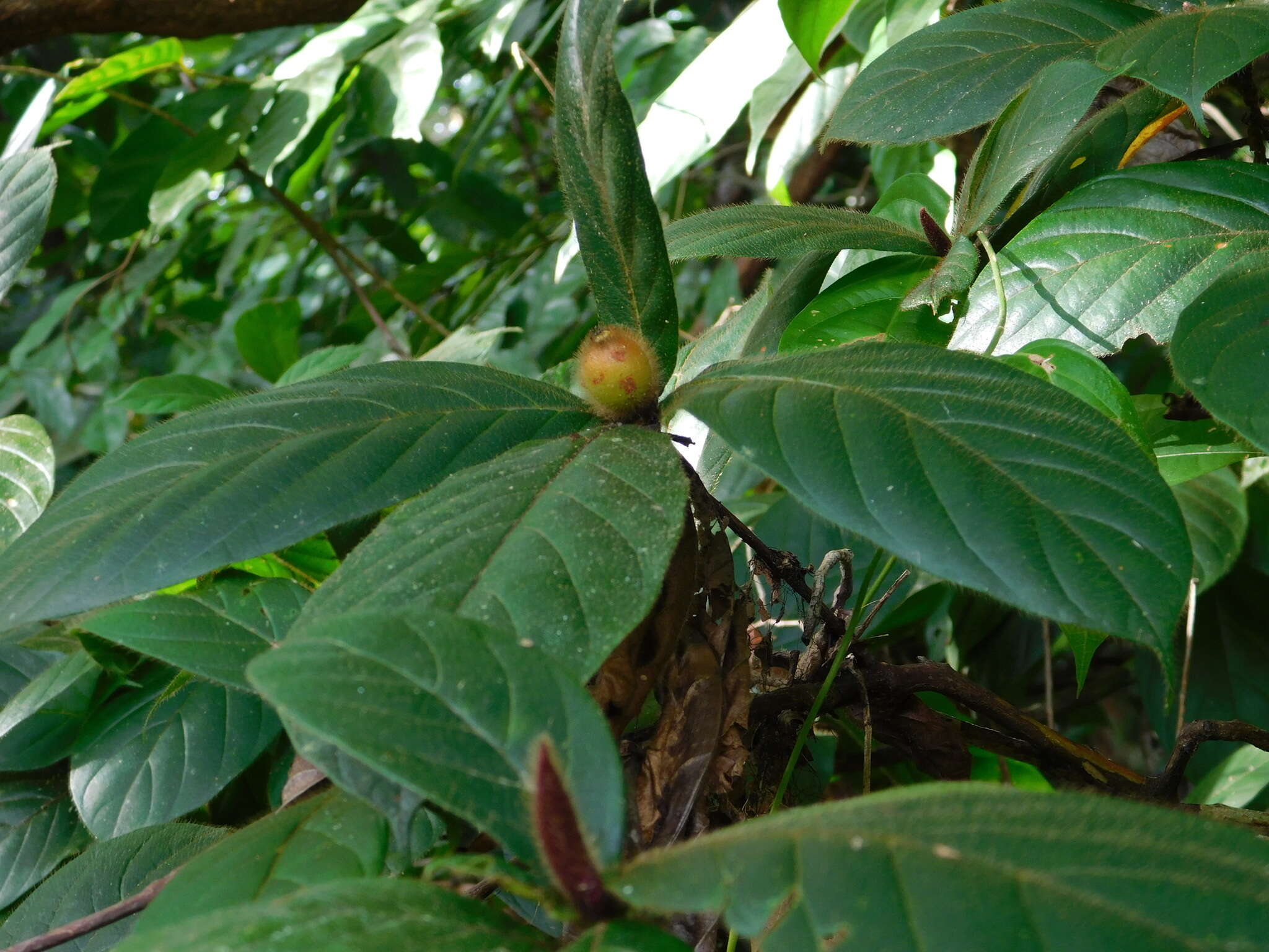 Image of Duroia costaricensis Standl.