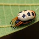 Imagem de Araneus coccinella Pocock 1898