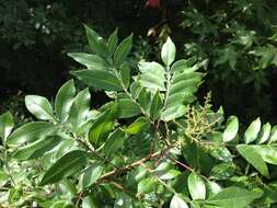 Rhus copallina L. resmi