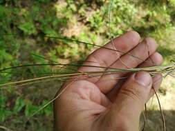 Image of narrow-leaved meadow-grass