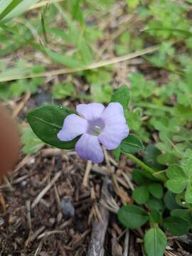 Sivun Brunoniella pumilio (R. Br.) Bremek. kuva