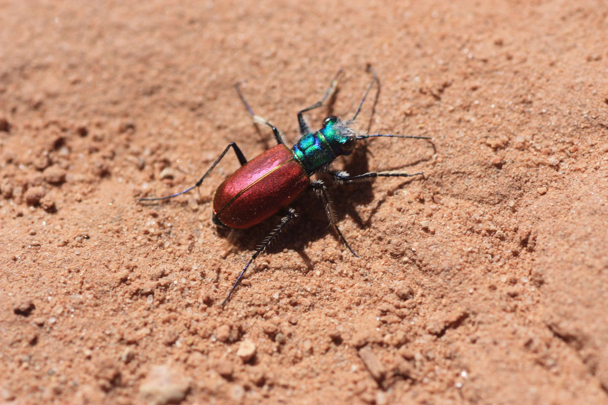 Image of Cicindela (Cicindela) scutellaris scutellaris Say 1823