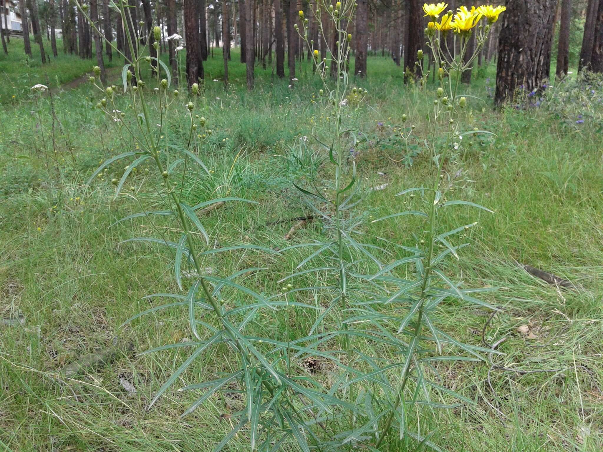 Image of Hieracium umbellatum subsp. filifolium (Üksip) Tzvel.