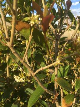 Imagem de Osmanthus fragrans Lour.