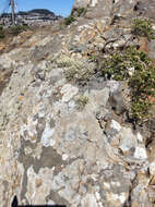 Image of Armored fog lichen