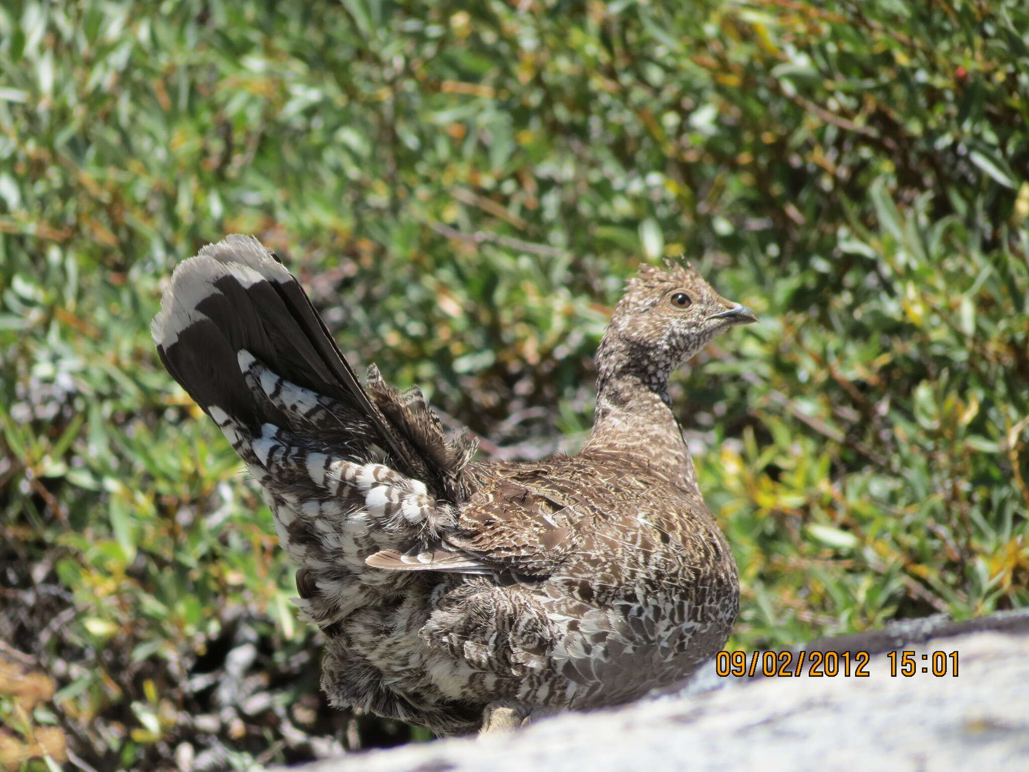 Imagem de Dendragapus Elliot & DG 1864