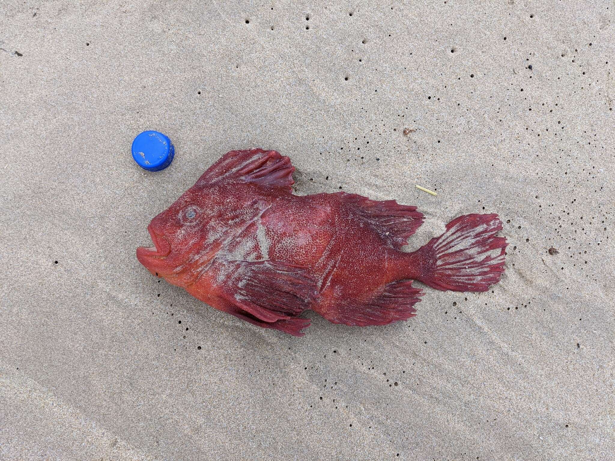 Image of red velvetfishes