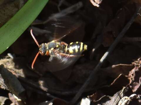 Image of Nomada fulvicornis Fabricius 1793