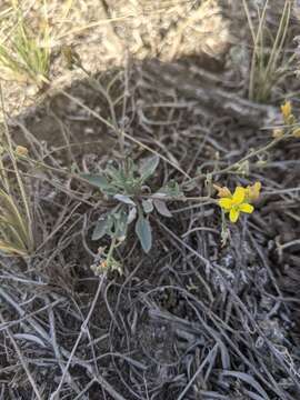 Image of Physaria arenosa (Richardson) O'Kane & Al-Shehbaz