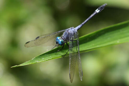 Image of Micrathyria schumanni Calvert 1906