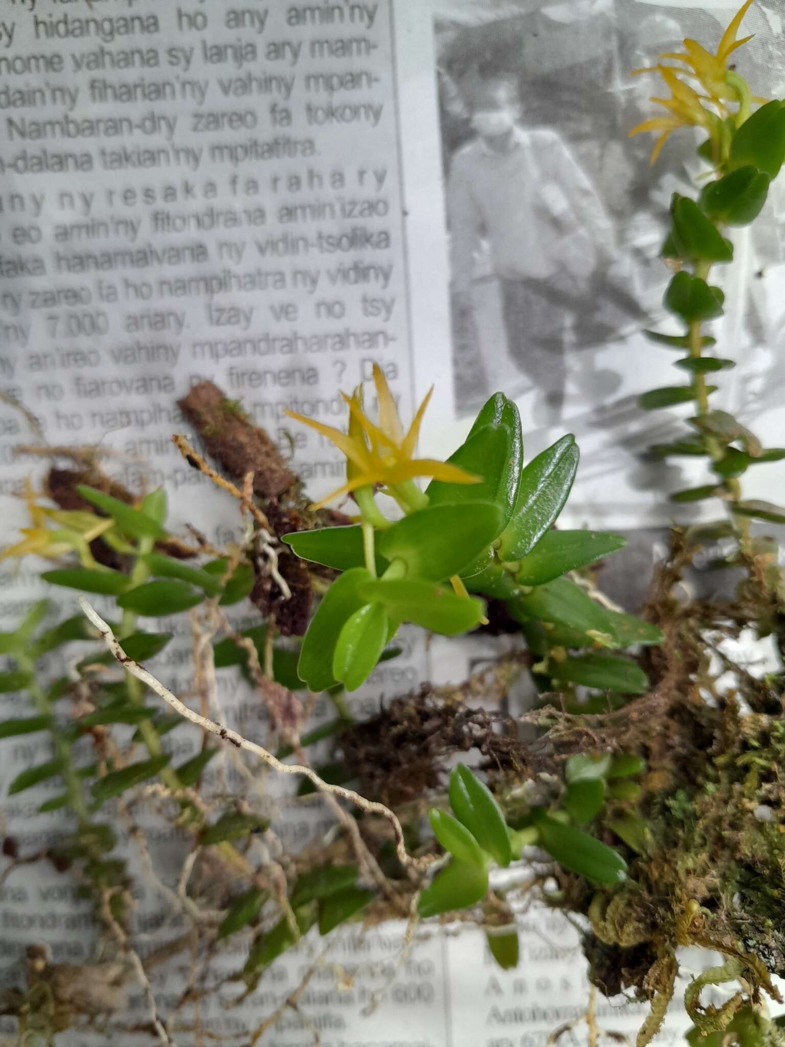 Image of Angraecum triangulifolium Senghas