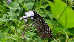 Image of <i>Tirumala septentrionis</i>