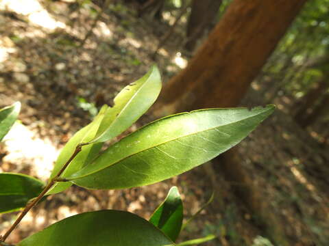 Alphonsea lutea (Roxb.) Hook. fil. & Thomson resmi