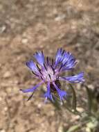 Слика од Centaurea pichleri Boiss.