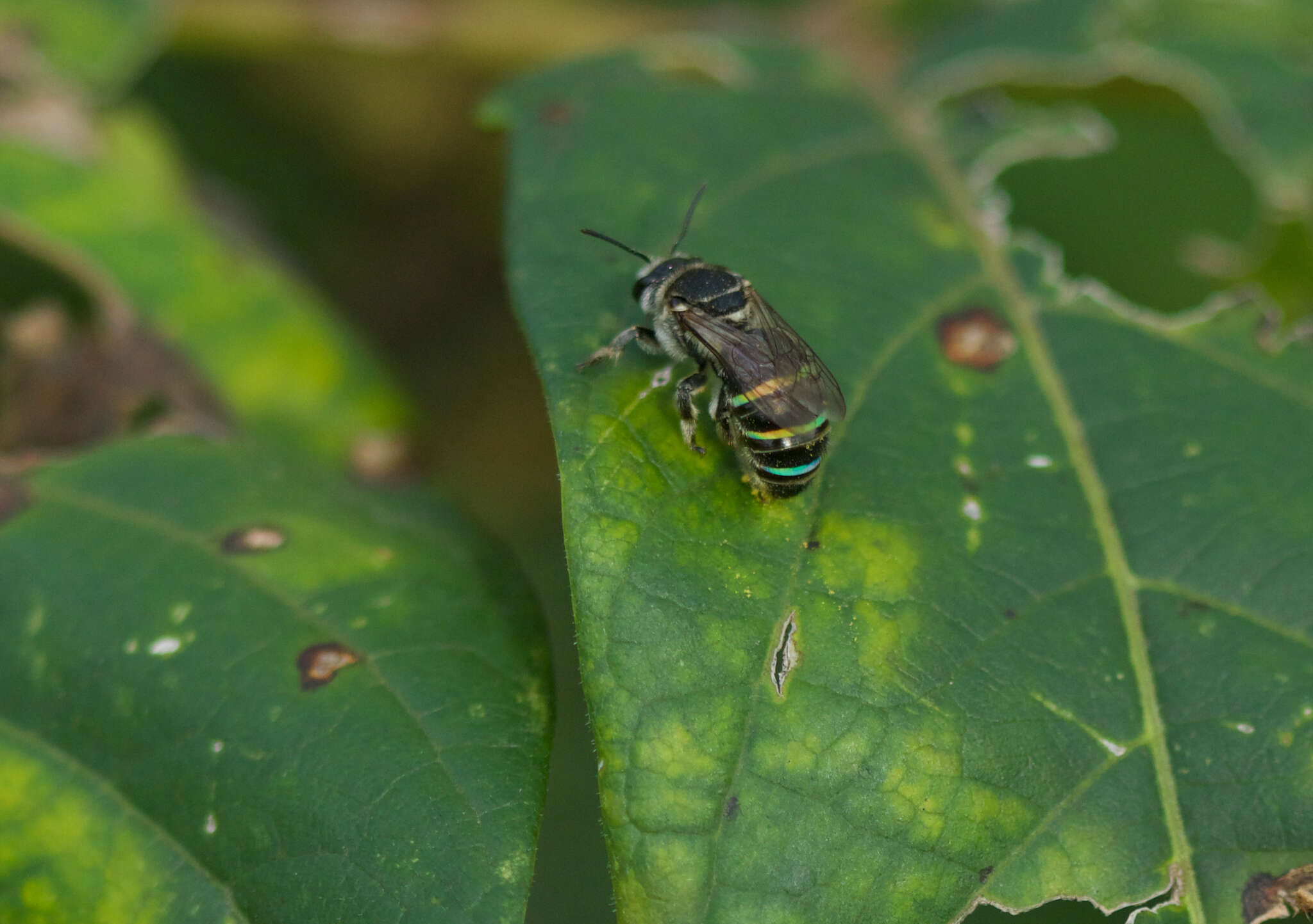 Image of Nomia incerta Gribodo 1894