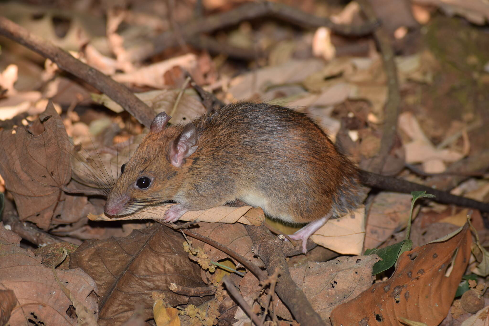 Image of Sahyadris Forest Rat