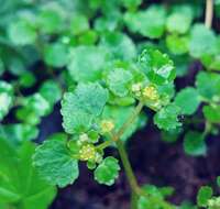 Plancia ëd Chrysosplenium glechomifolium Nutt. ex Torr. & Gray