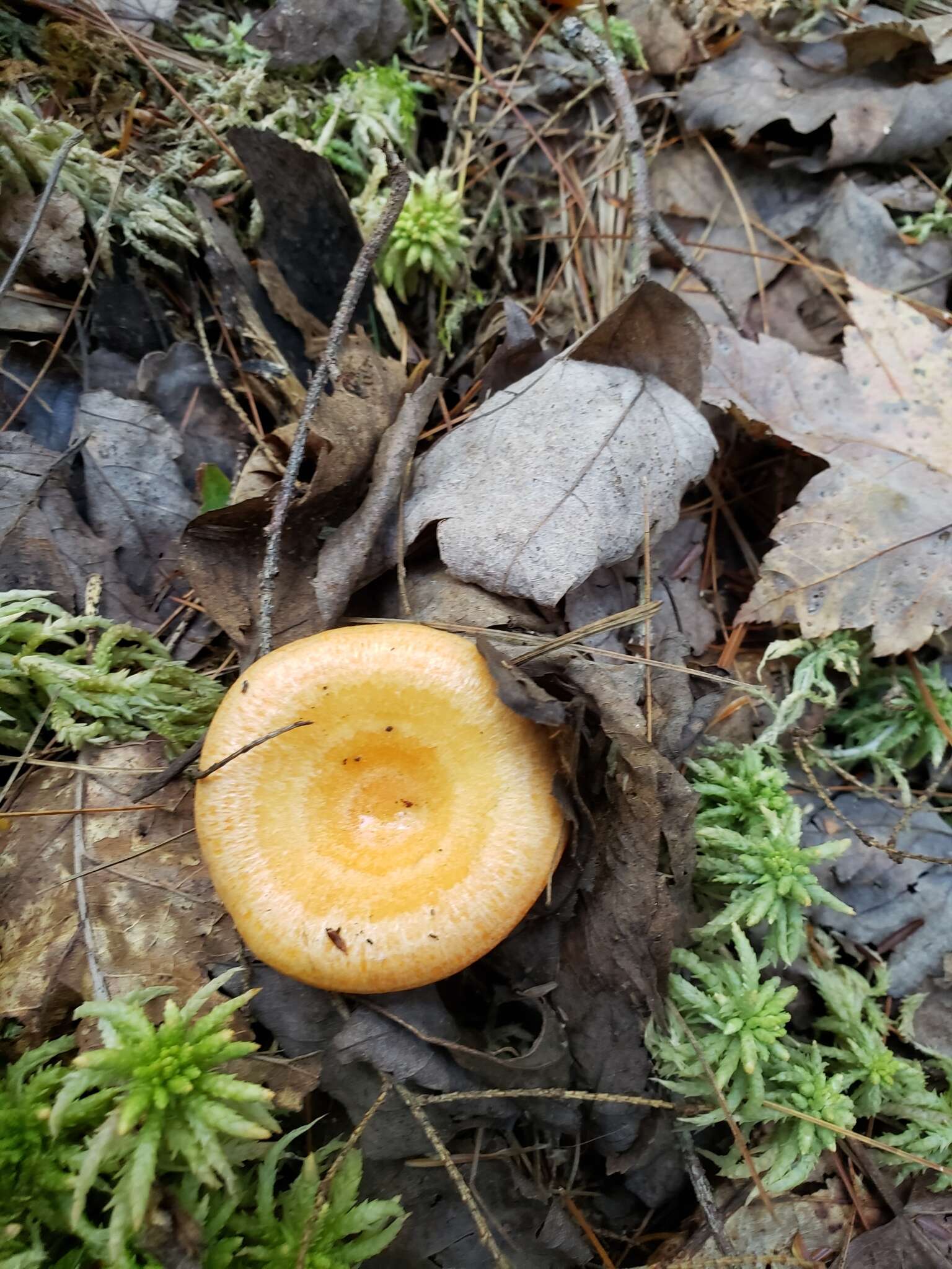 Sivun Lactarius salmonicolor R. Heim & Leclair 1953 kuva