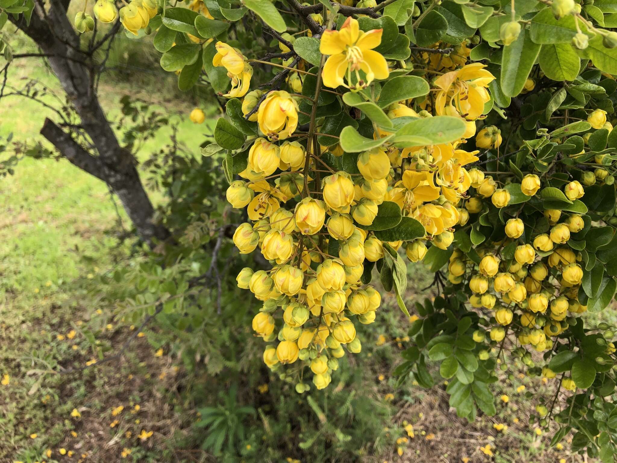 Image of Cassia tomentella (Benth.) Domin