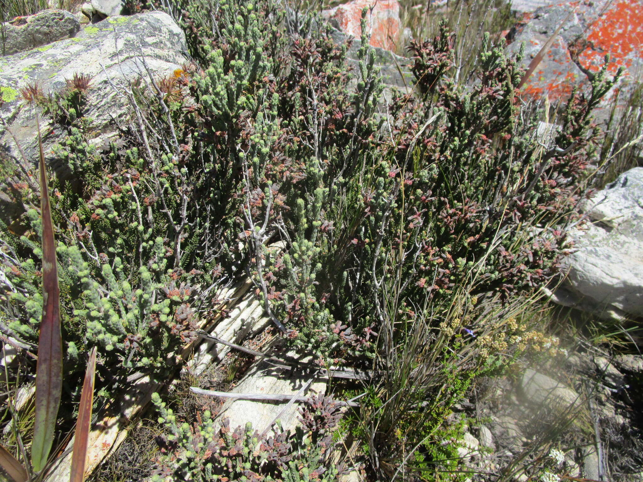 Image of Erica strigilifolia var. strigilifolia