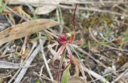 Caladenia caudata Nicholls resmi