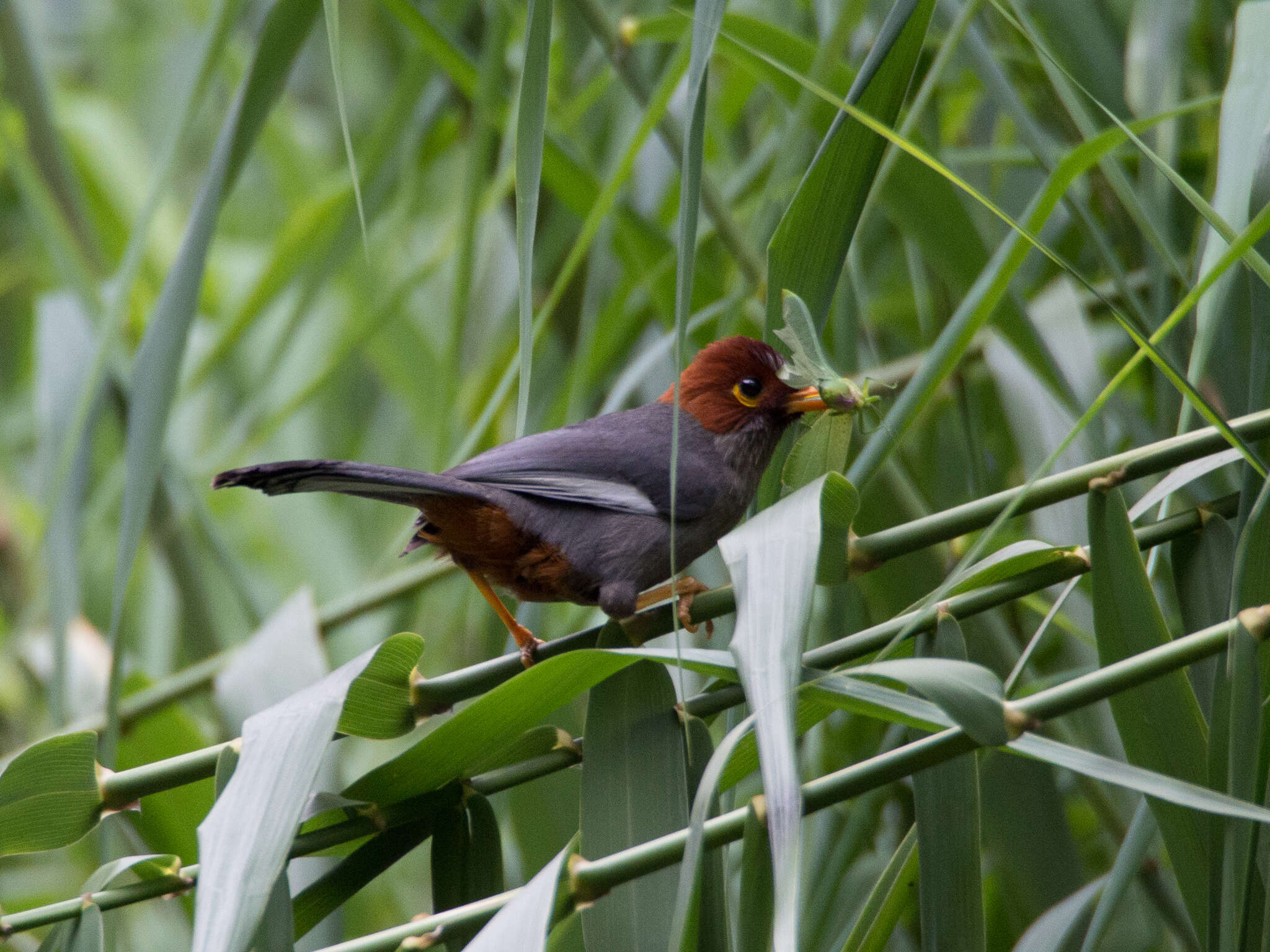 Image of Chestnut-hooded Laughingthrush