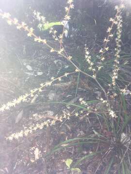 Image of Cordyline pumilio Hook. fil.