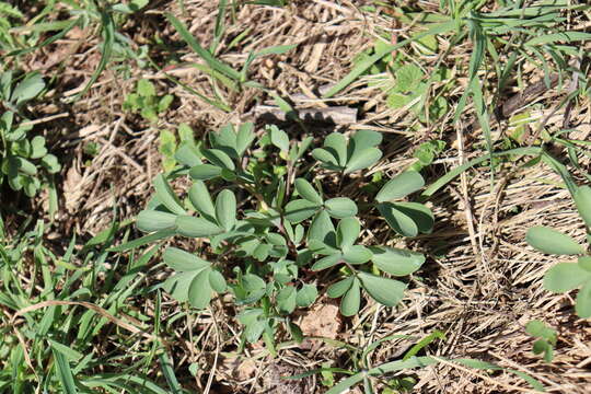 Image of Corydalis pumila (Host) Rchb.