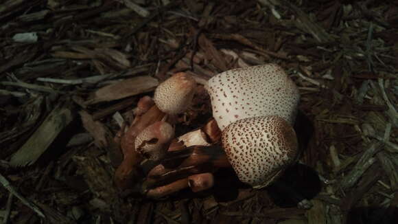 Image of Leucoagaricus americanus (Peck) Vellinga 2000