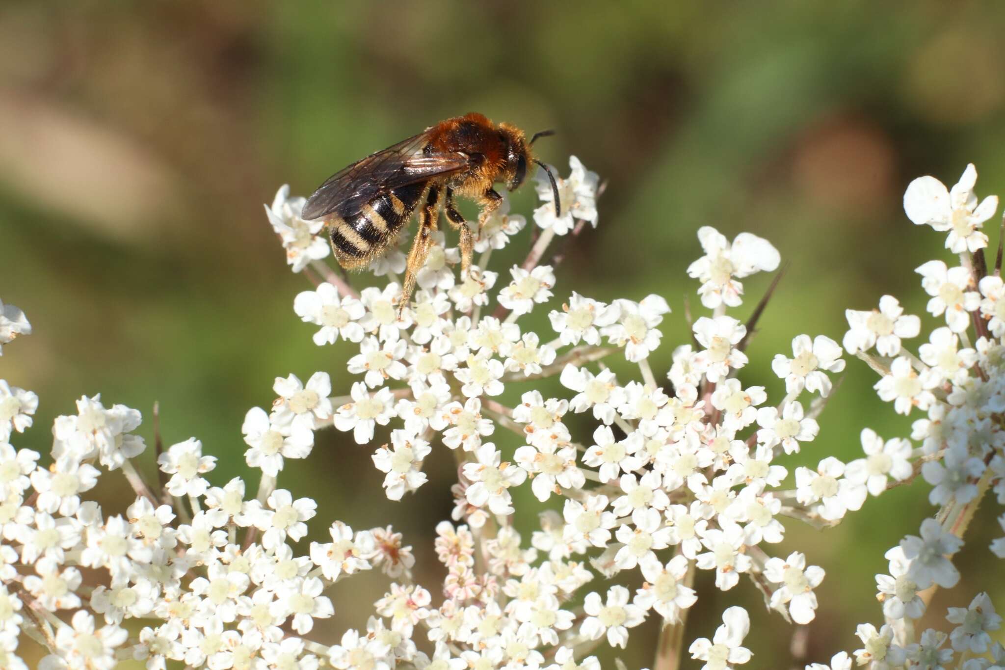 Image of Lasioglossum laevigatum (Kirby 1802)