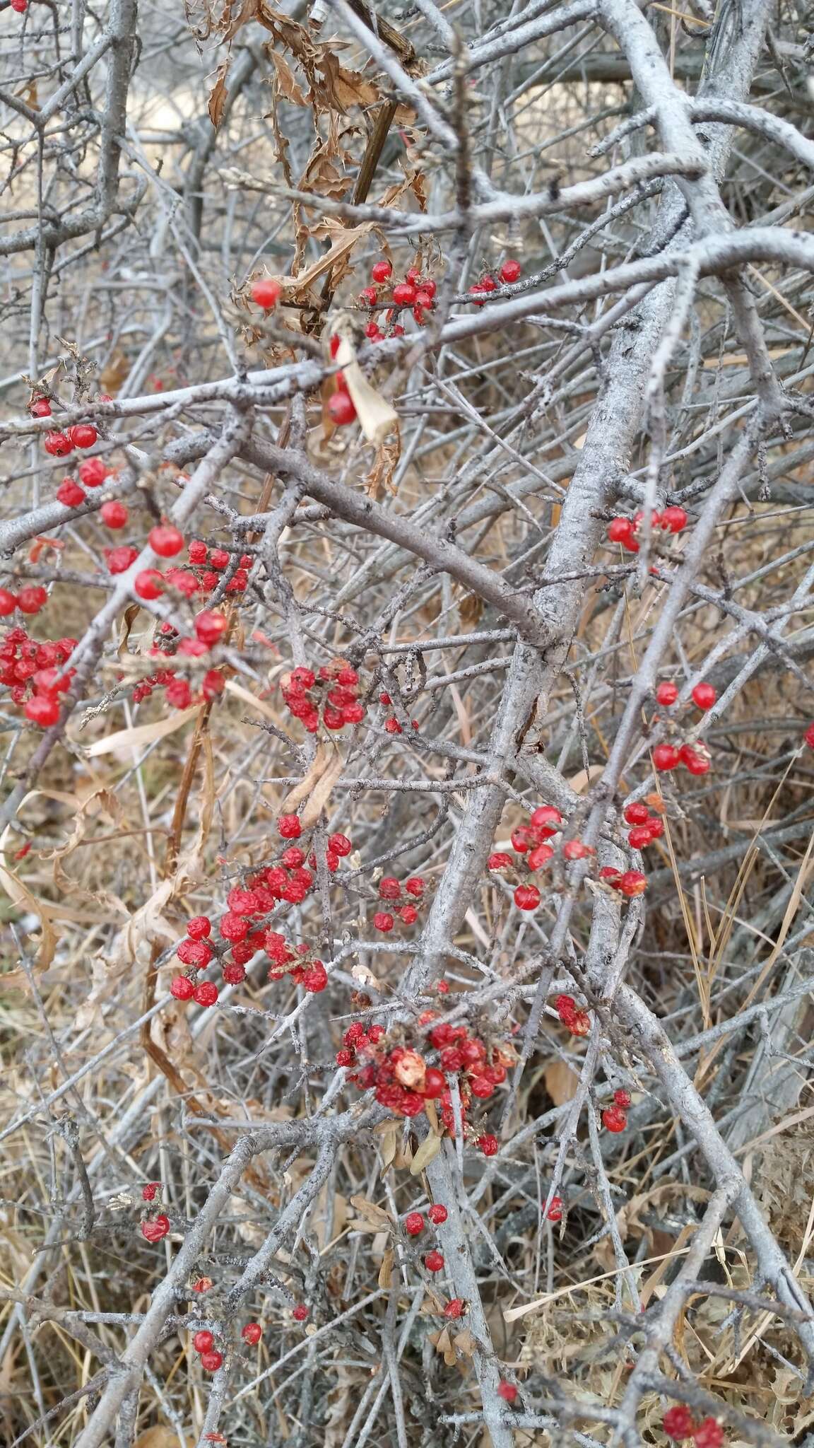 Image of silver buffaloberry